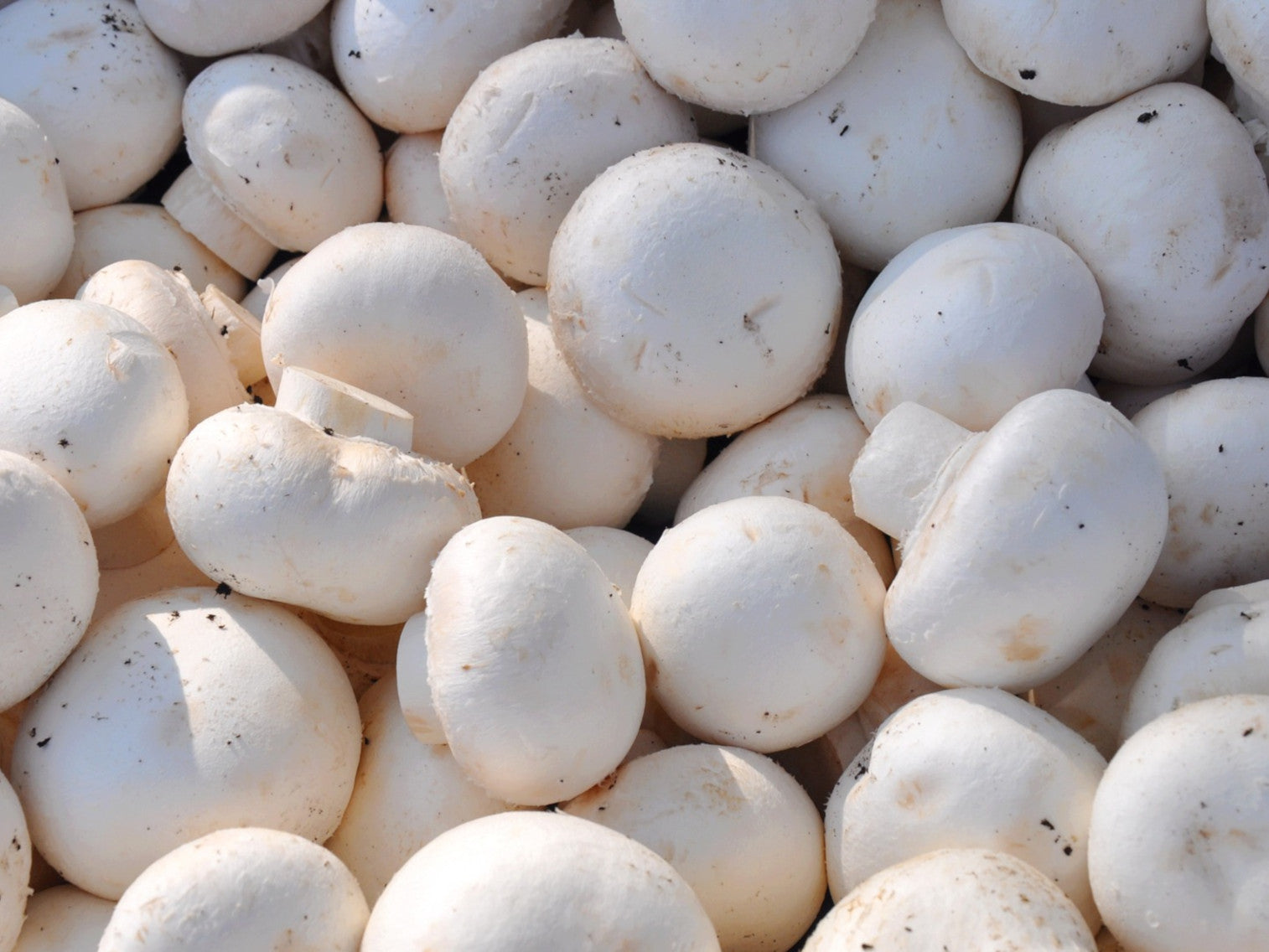 Champignon Frais